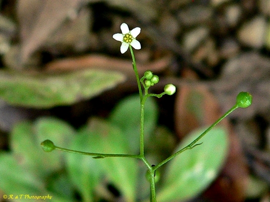 {Samolus parviflorus}